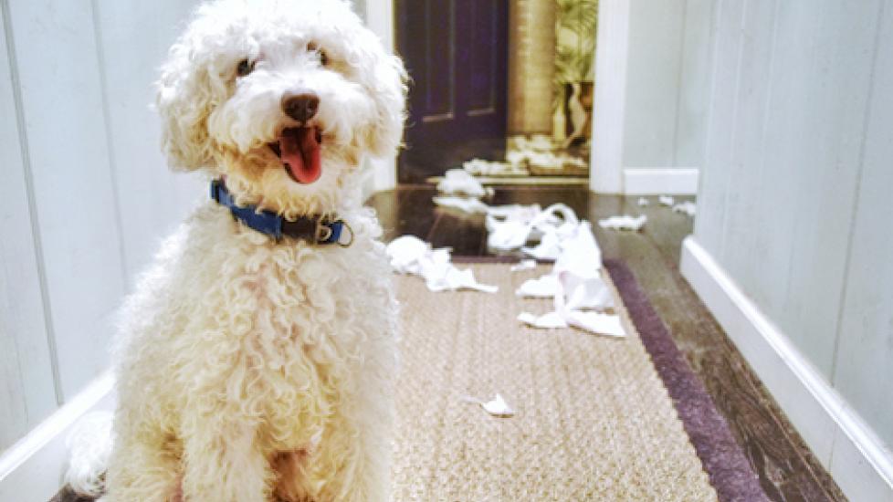 Why Do Dogs Shred Paper Products? PetMD