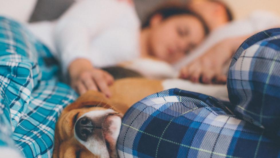 Is It Safe to Sleep with Your Pet?