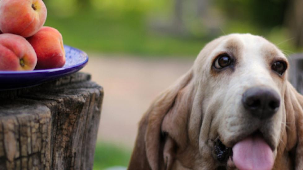 6 Dangers of Stone Fruits for Dogs