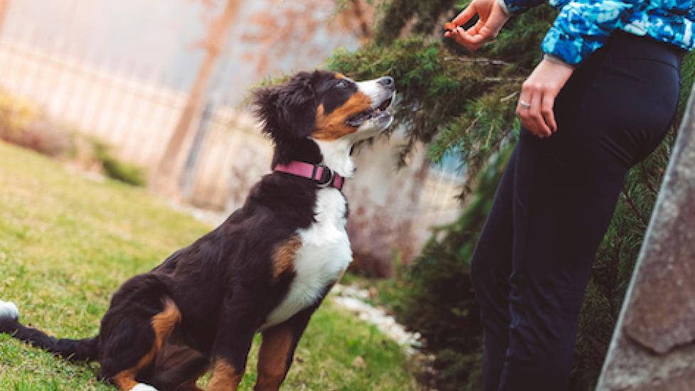 Teach Your Dog SIT DOWN STAND Basic Dog Training OBEDIENCE