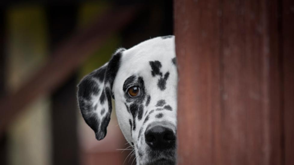 How to Heal an Emotionally Traumatized Pet PetMD