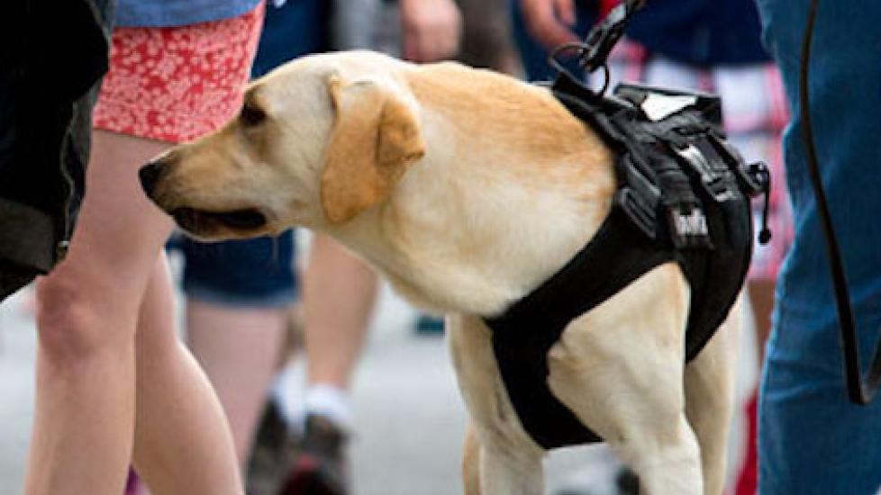 What Are Vapor Wake Dogs? PetMD