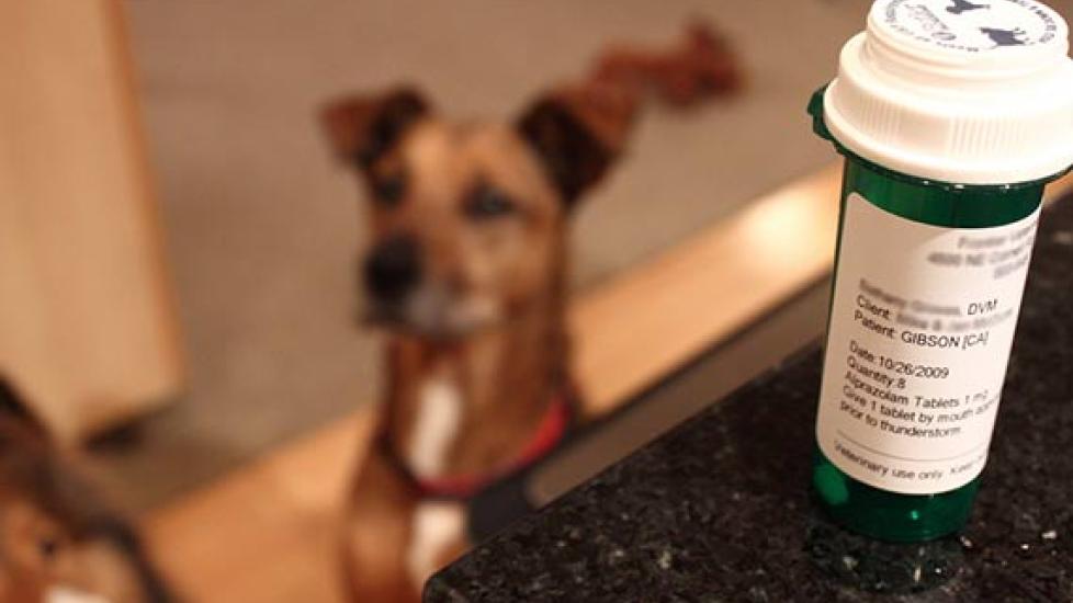 Tips for Shopping for Pet Meds Online Buying Pet Prescriptions Online