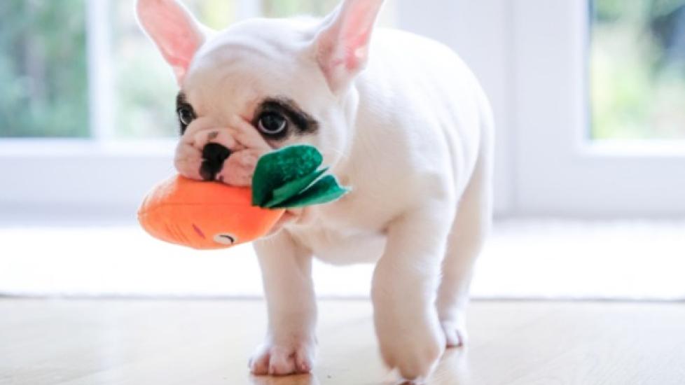 Why Do Dogs Bring You Their Toys to Greet You? PetMD