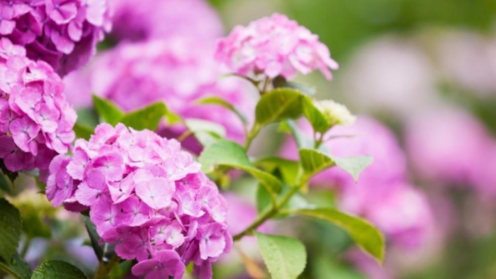 Are Hydrangeas Poisonous to Cats and Dogs? PetMD