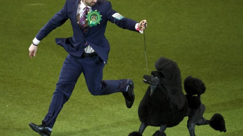 Poodle Trots with UK Top Dog Prize