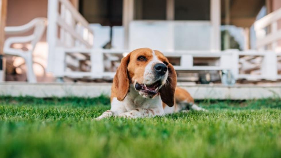 does dog poop fertilize your grass