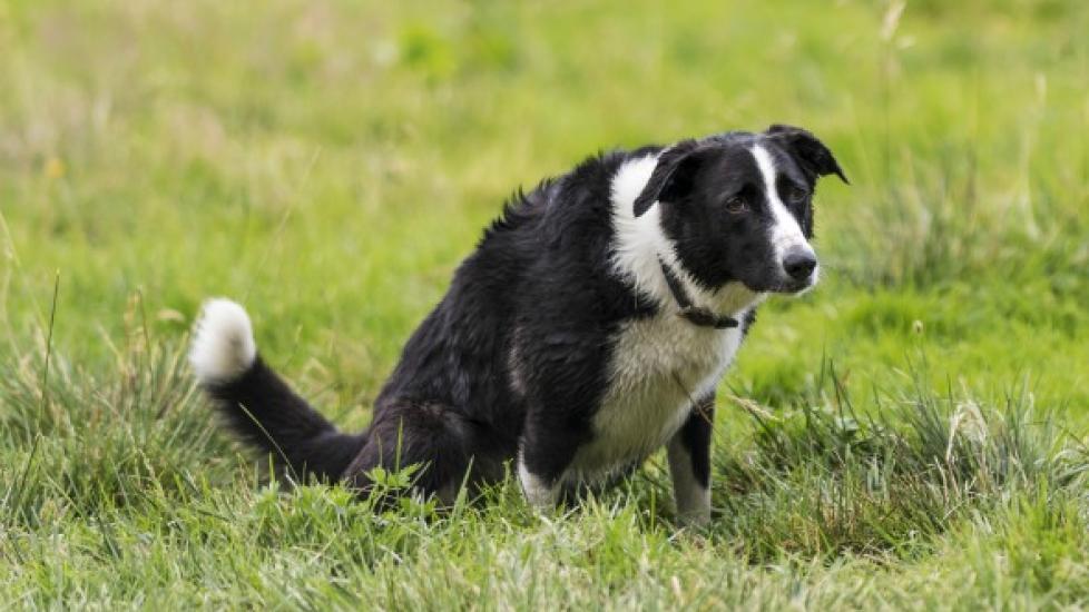Posterior Displacement of the Bladder in Dogs PetMD