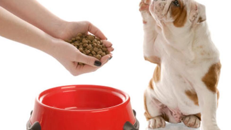 Dog Nutrition for a Balanced Diet