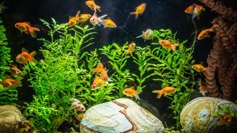 Fish Food: How to Properly Feed Your Underwater Pet