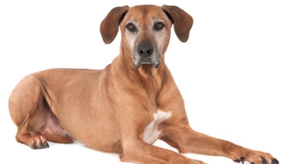 Prostate Enlargement in Dogs