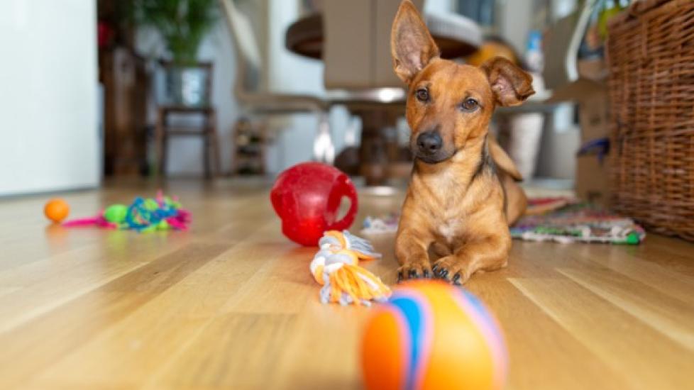  KONG - Senior Dog Toy Gentle Natural Rubber -Fun to