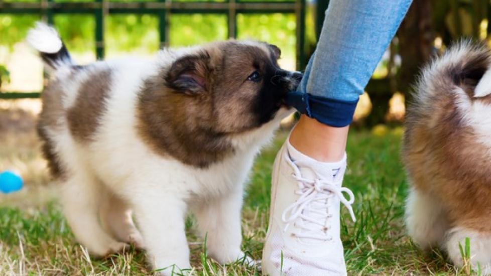 How to Stop Puppy Biting