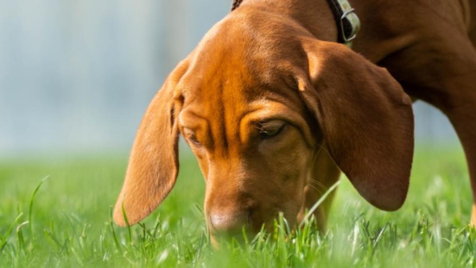 brown dog sniffing grass