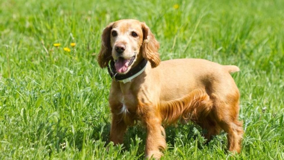 Pus in the Urine in Dogs