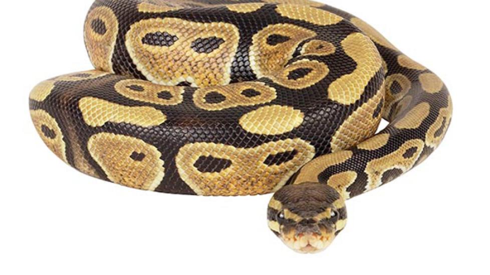 Python - Pythonidae