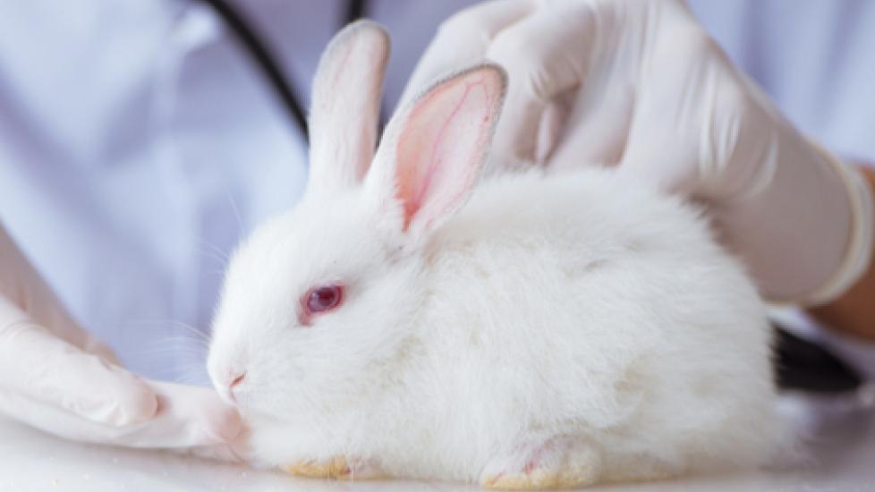 Rabbit Eye Infection - Symptoms, Causes and Solutions