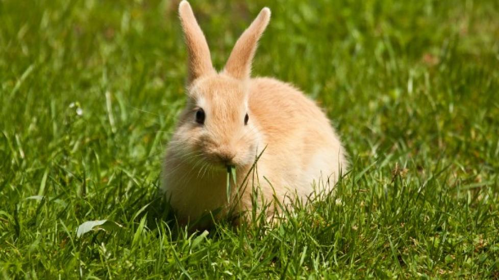 Rabbit Dental Care 101 