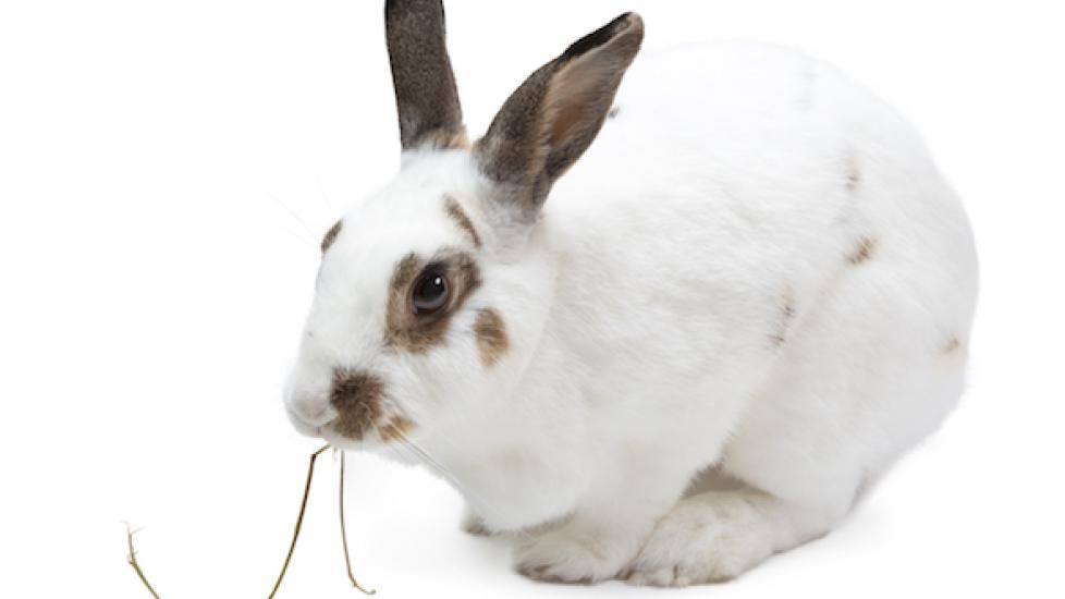 What Do You Feed a Rabbit? PetMD
