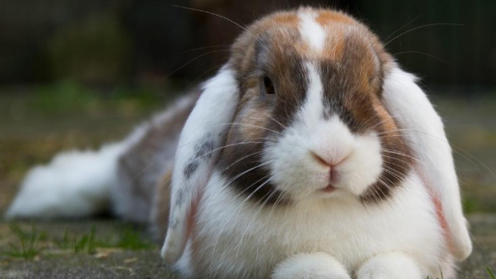 Why is My Rabbit So Fat? Controlling Your Small Animal’s Weight | PetMD