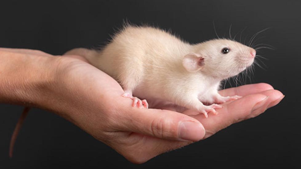 Rats Make Great Pets | PetMD