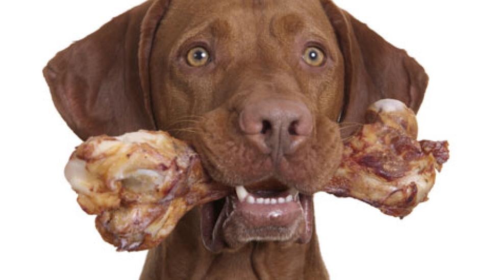 Raw Bones and Dental Health for Pets