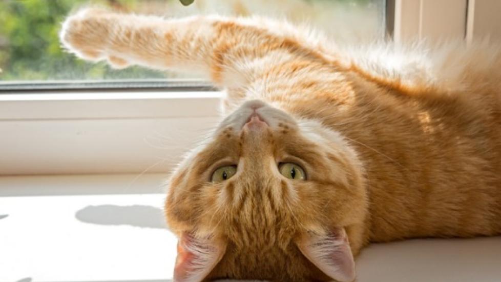 orange cat lying on a window sill
