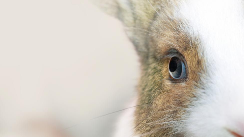 Red Eye in Rabbits | PetMD