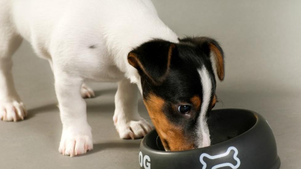 Gastric Dilatation What Causes Gas In Dogs 1+ Hundred Gastric