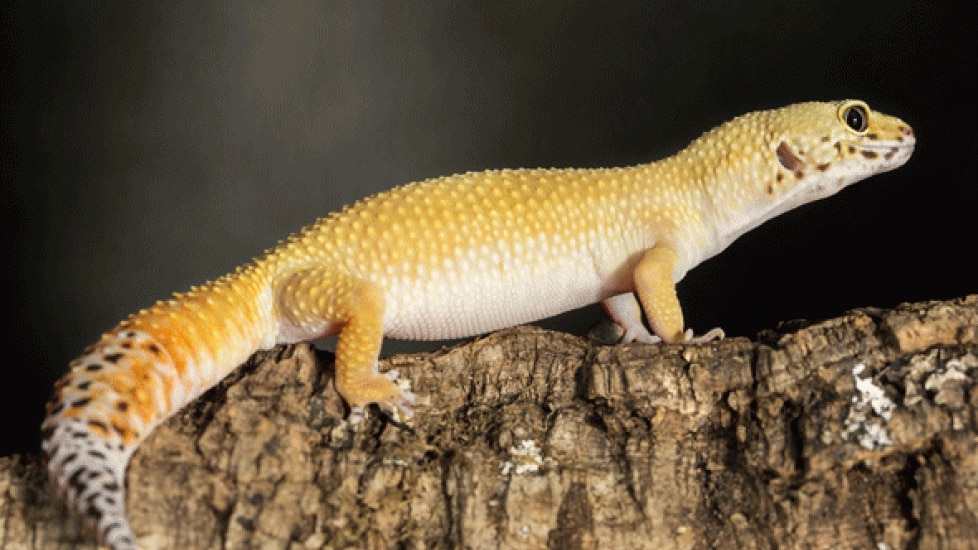 Is Your Reptile Pet at a Healthy Weight?, Reptile BCS