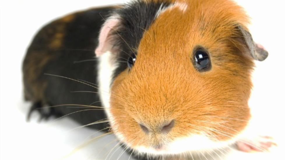 Respiratory Bacterial Disease in Guinea Pigs PetMD