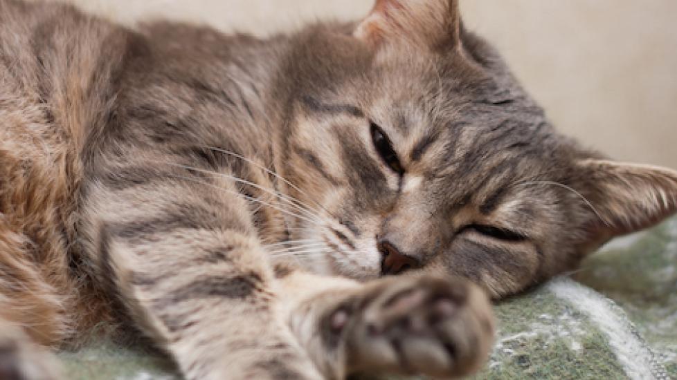 How to Handle Head Pressing in Cats Why Do Cats Press Their Head PetMD