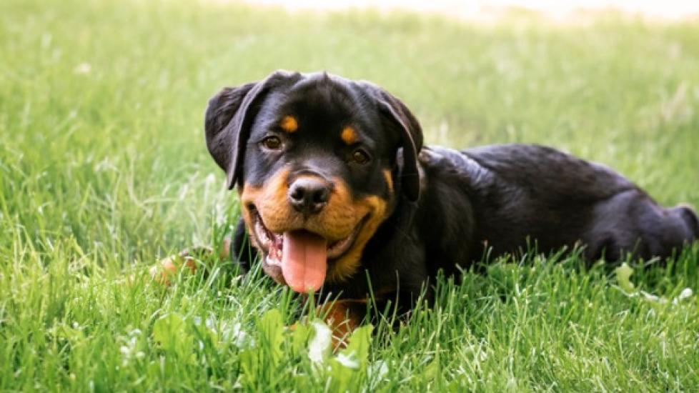 Treating Heartworms in Dogs