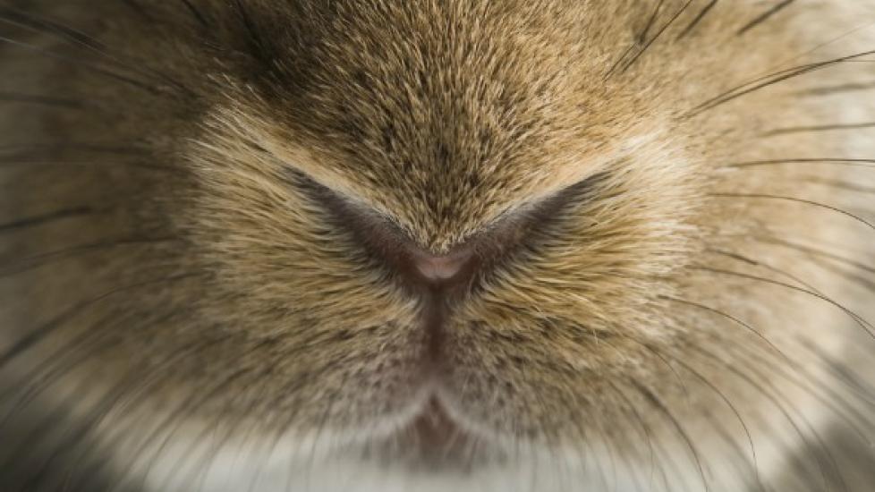 Runny Nose In Rabbits