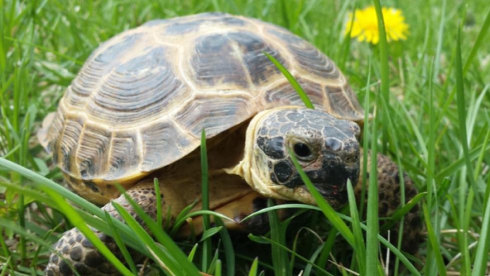Russian Tortoise - Agrionemys horsfieldii