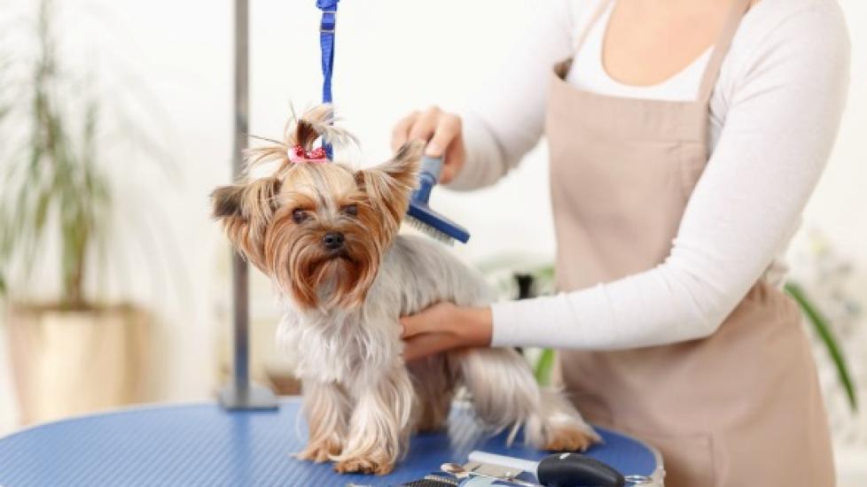 Safety Tips for the Professional Groomer