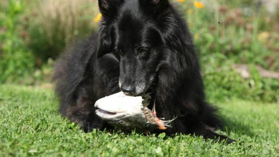 Salmon Poisoning Disease in Dogs