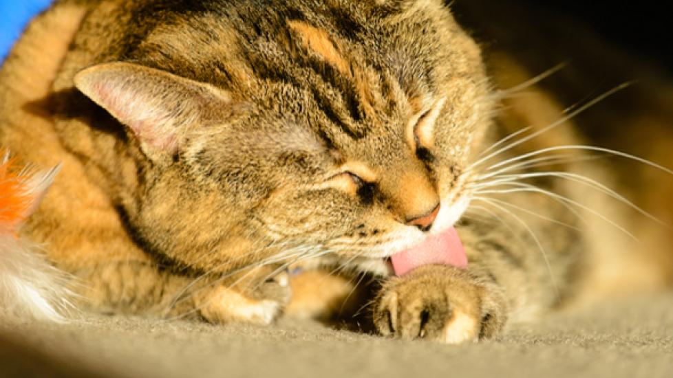Senior Cat Grooming Tips PetMD
