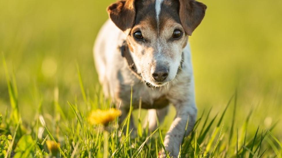 can dogs get septic arthritis