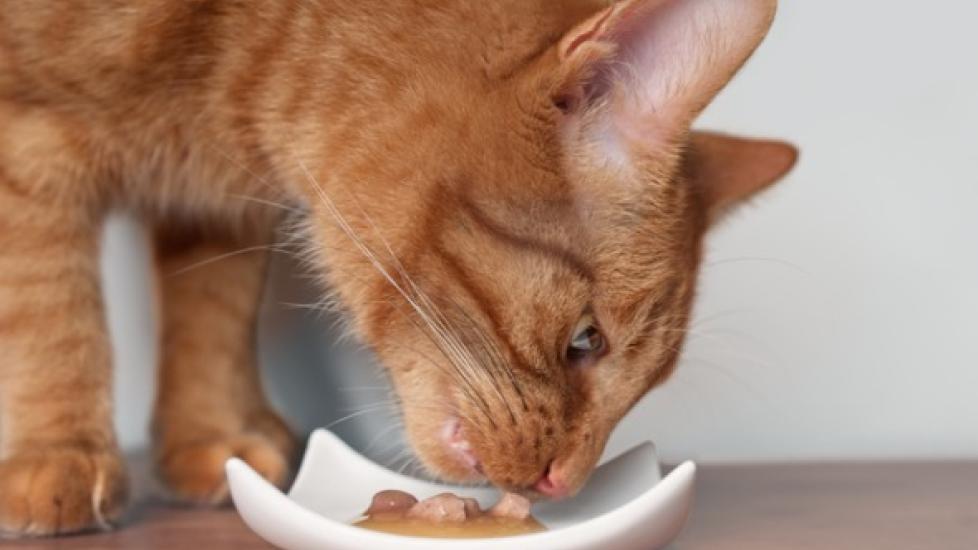 What's the Best Food for Senior Cats?