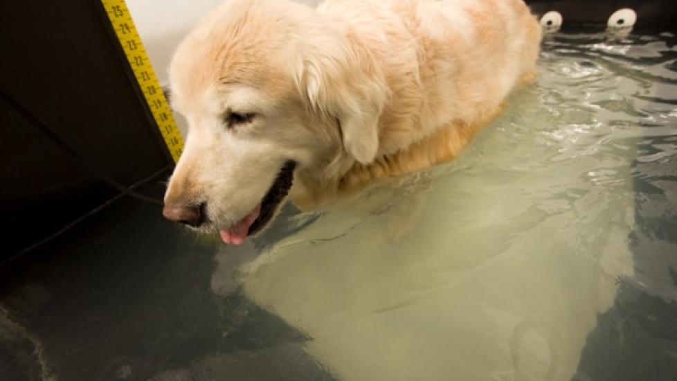 Hydrotherapy for Dogs PetMD