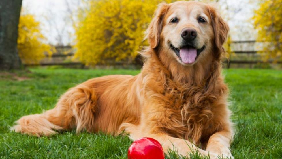 Defining Senior Age in Dogs