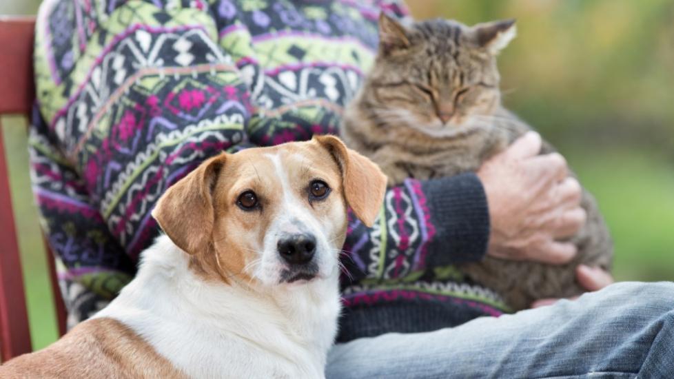 5 Joint Supplement Ingredients for Senior Pets