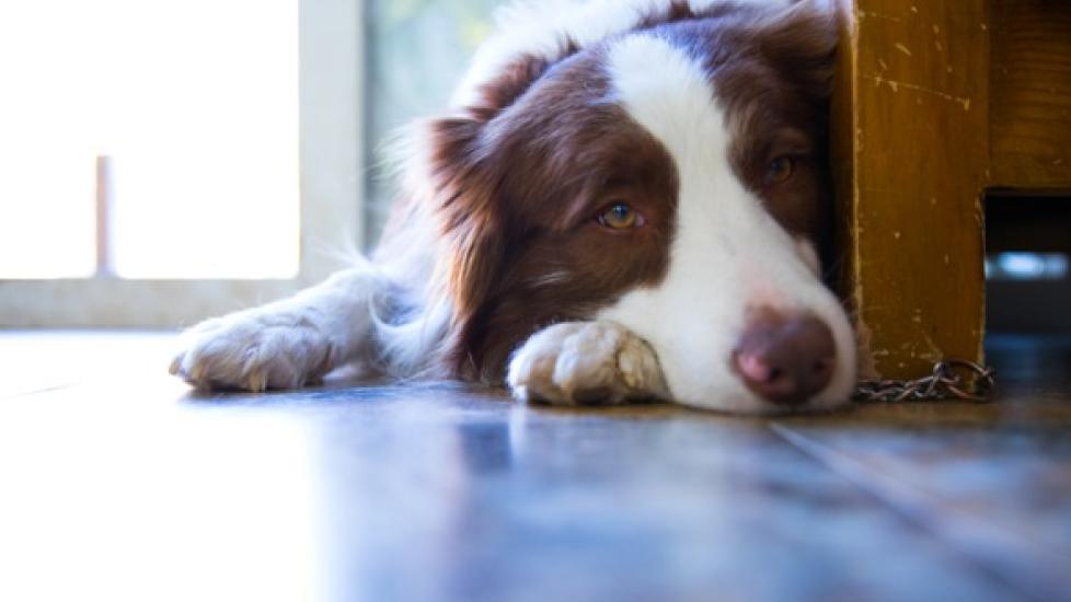 how to help a sore dog