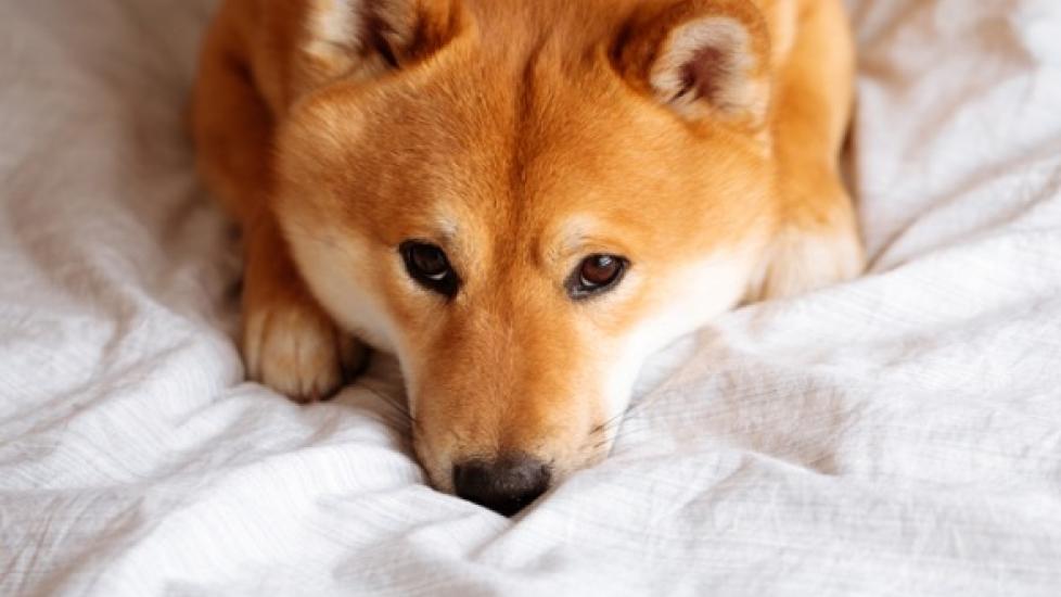 red shiba inu dog lying on a bed with white sheets