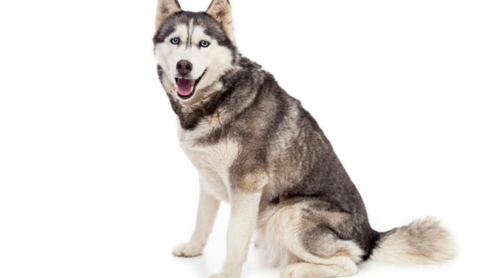 Shoulder Joint Ligament and Tendon Conditions in Dogs