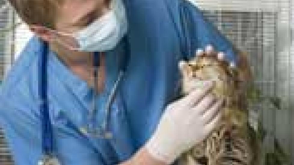 为什么你的猫现在需要看医生吗