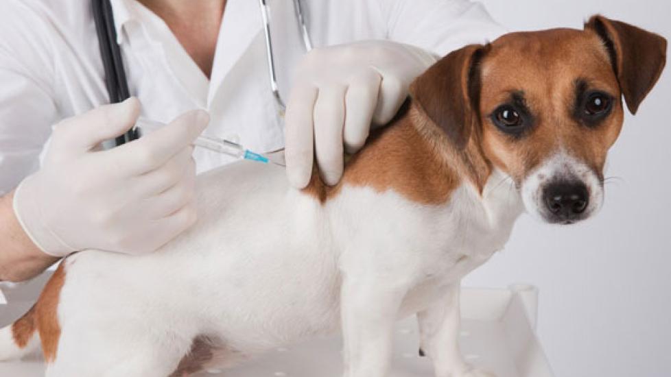 对待你的宠物疫苗相关的皮肤肿胀,肿块,肿块
