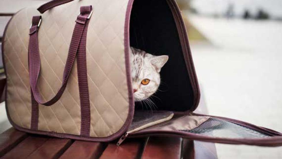 Being Prepared for a Hurricane Includes Planning for Your Cat | PetMD