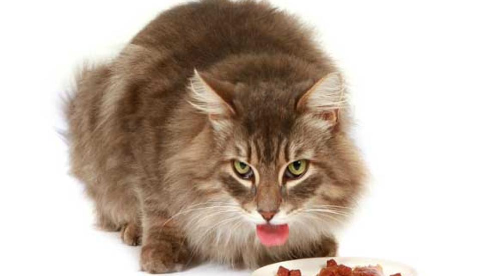Why Cats are Finicky Eaters